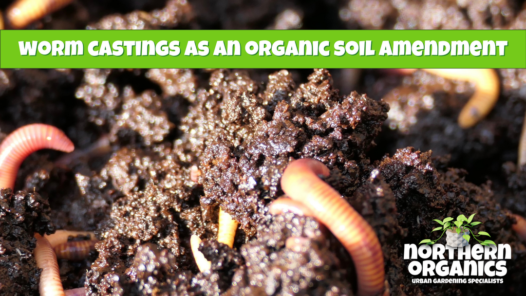 Benefits of Earthworm Castings as an Organic Soil Amendment