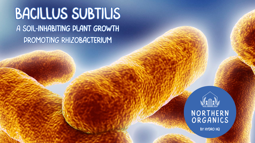 Bacillus subtilis: A Soil-Inhabiting Plant Growth Promoting Rhizobacterium