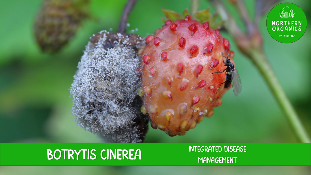 Botrytis (Grey Mould, Bud Rot) Integrated Disease Management