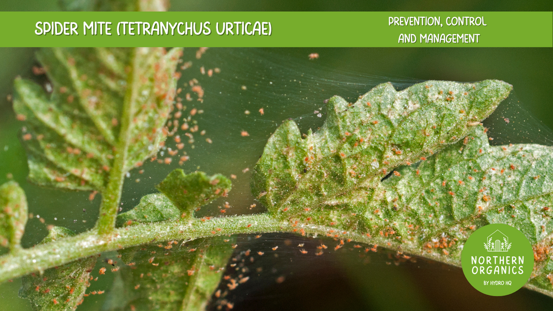 Spider Mite Integrated Pest Management