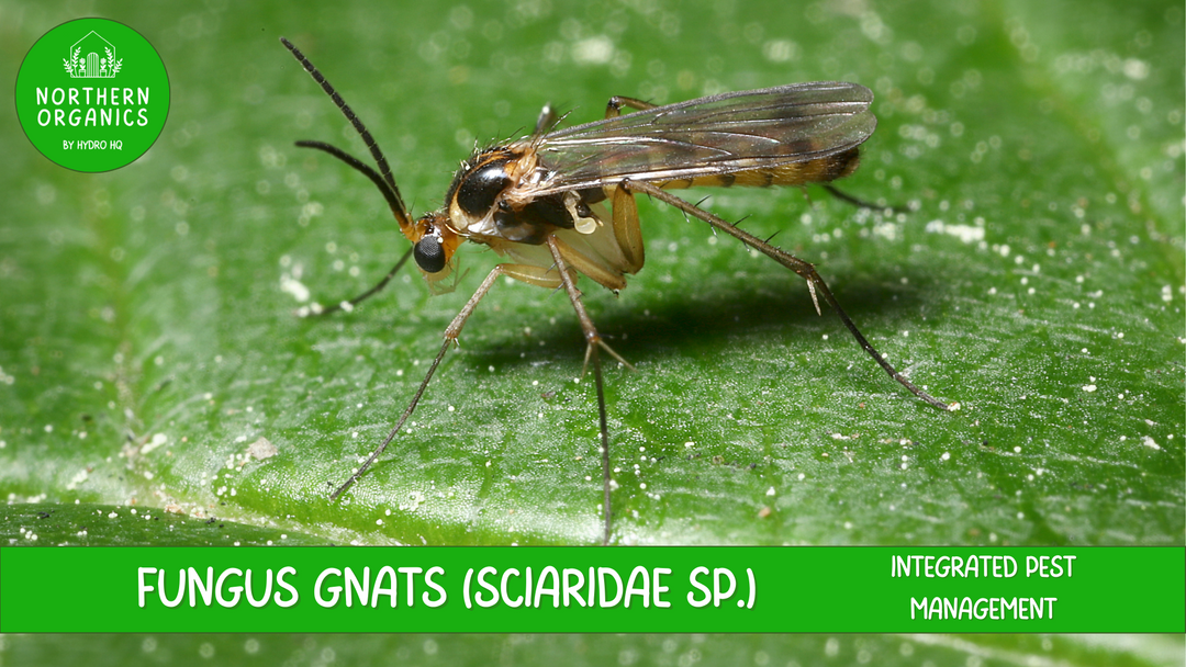 Fungus Gnats Integrated Pest Management