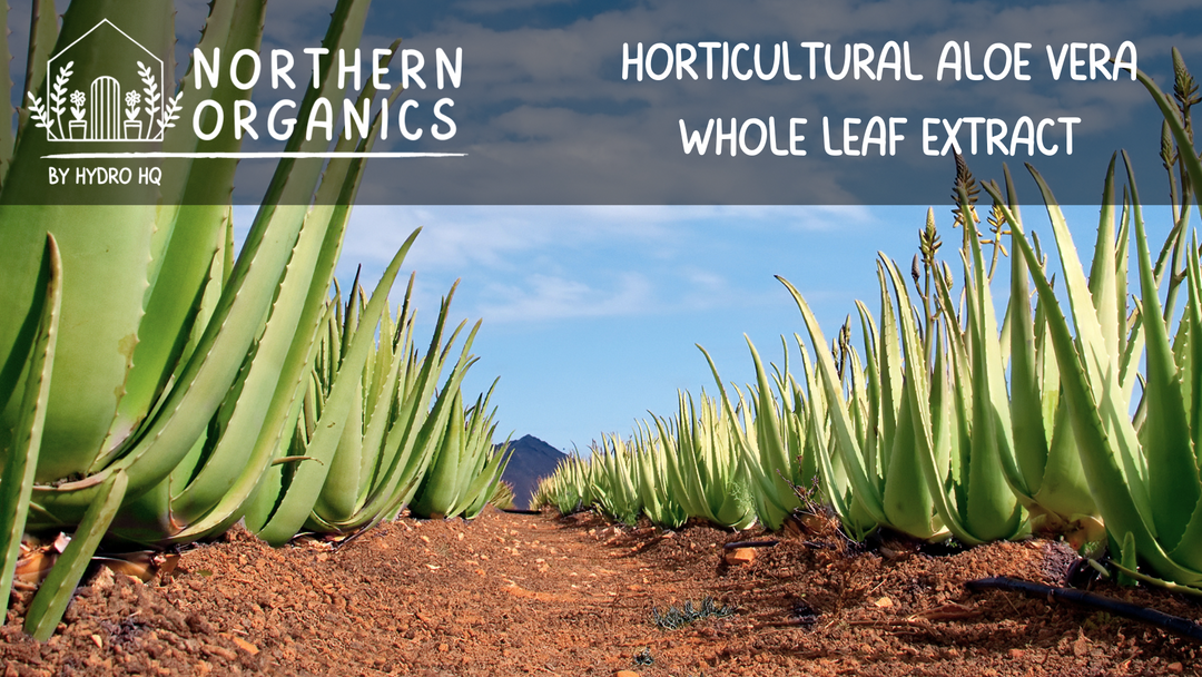 Aloe Vera Whole Leaf Extract in Horticulture