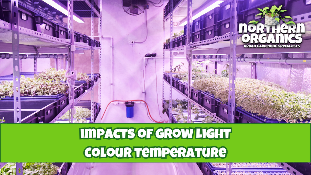 Impacts of Light Colour Temperature on Plant Growth