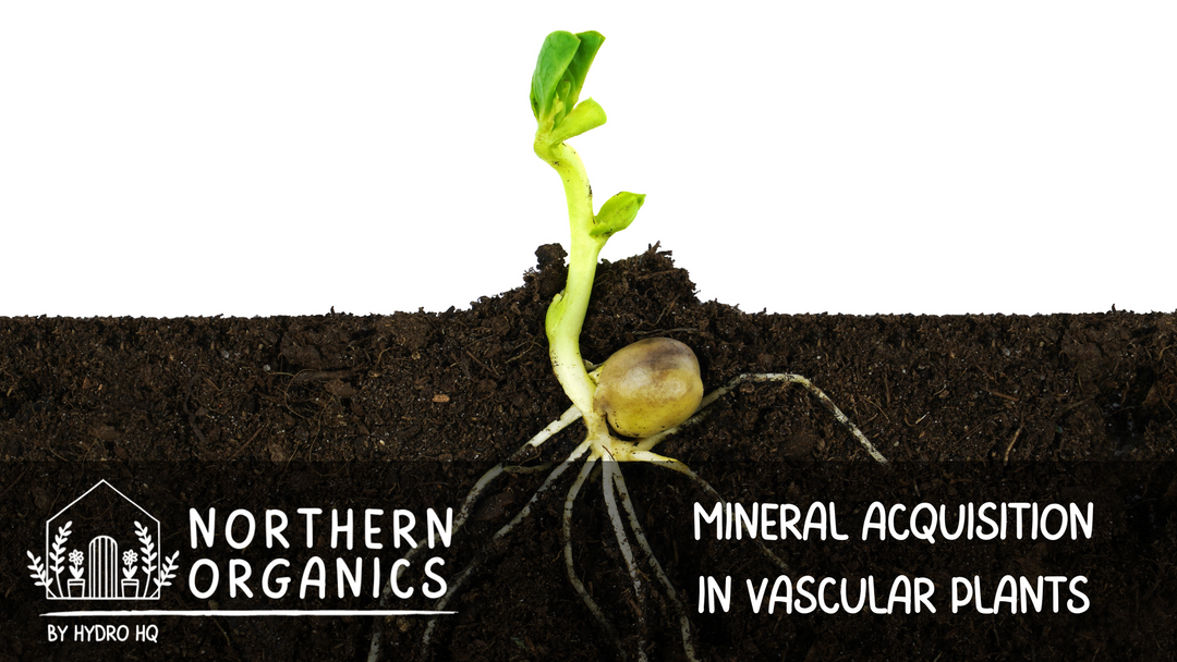 Understanding Mineral Transport in Vascular Plants: Navigating the Pathways of Active and Passive Transport