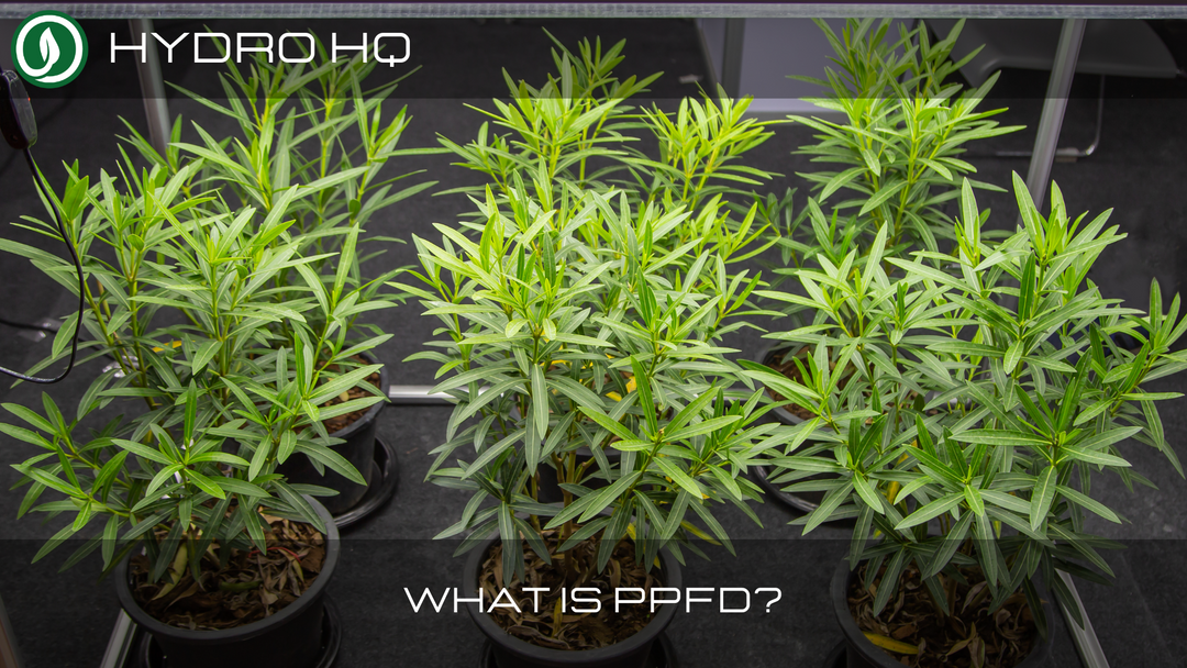 What is PPFD?