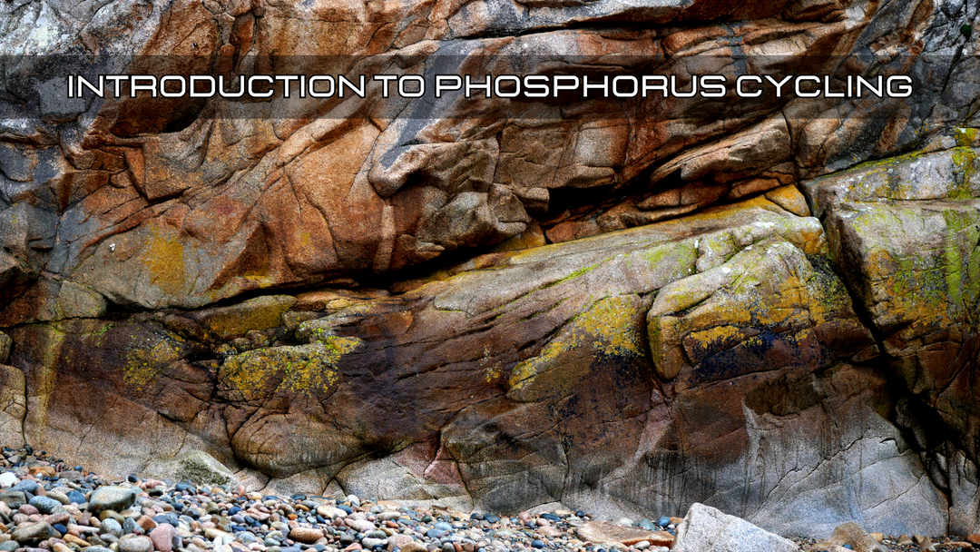 Introduction to the Phosphorus Cycle
