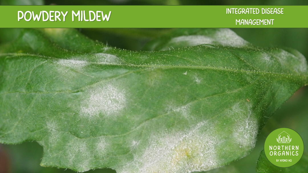 Powdery Mildew Integrated Disease Management