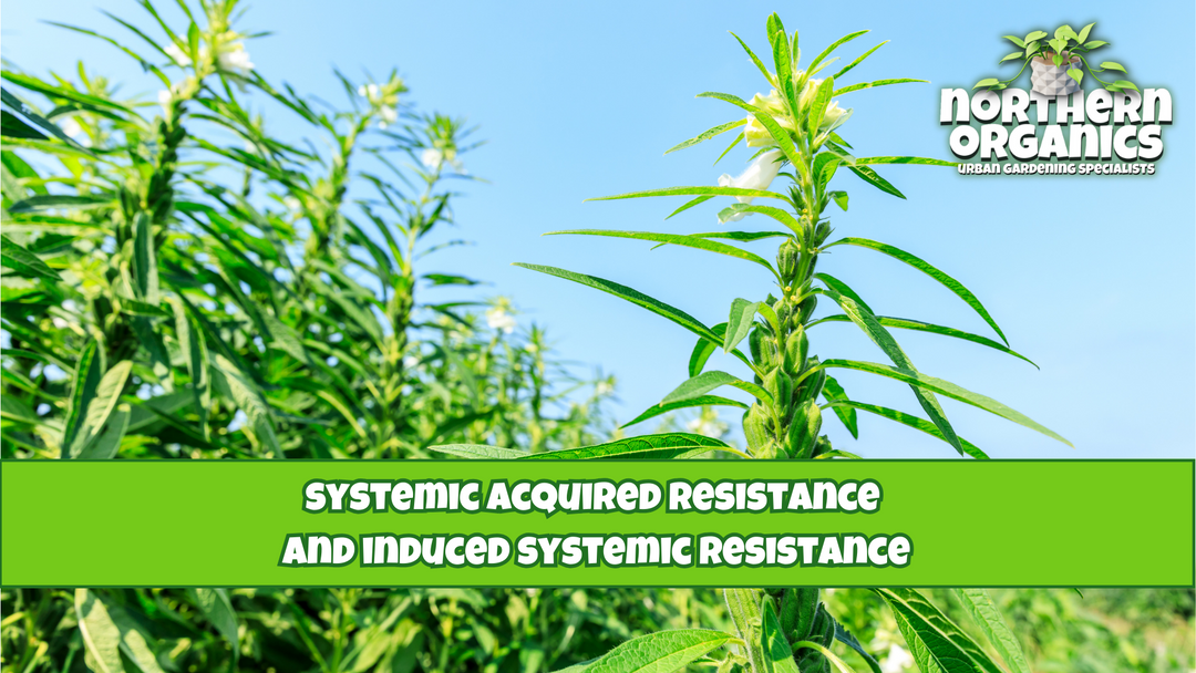 Systemic Acquired Resistance and Induced Systemic Resistance