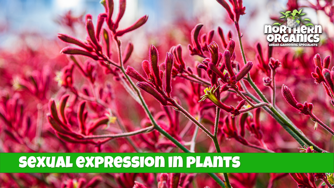 Sexual Expression in Higher Plants