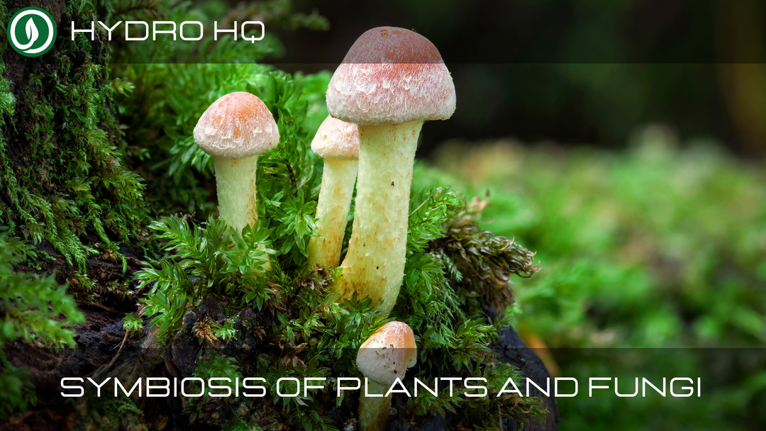 Symbiosis of Plants & Fungi