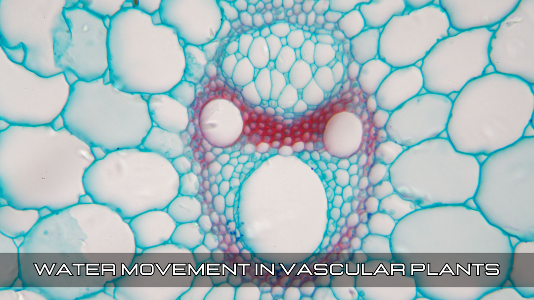 Water Movement in Vascular Plants