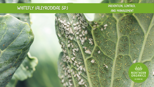 Whitefly Integrated Pest Management