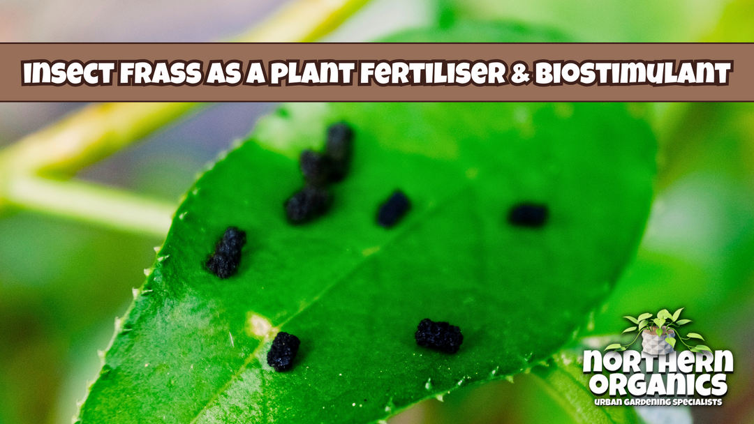 Insect Frass as a Plant Fertiliser and Biostimulant