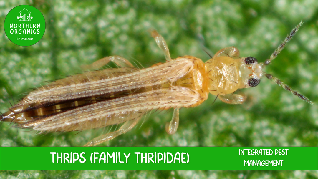 Thrips Integrated Pest Management