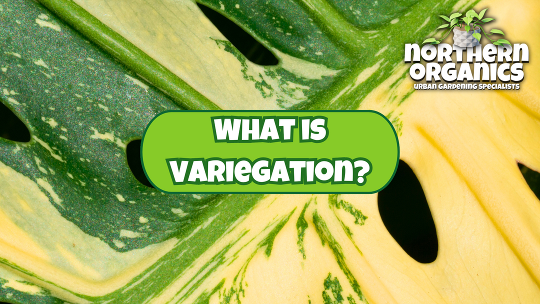What is Variegation?
